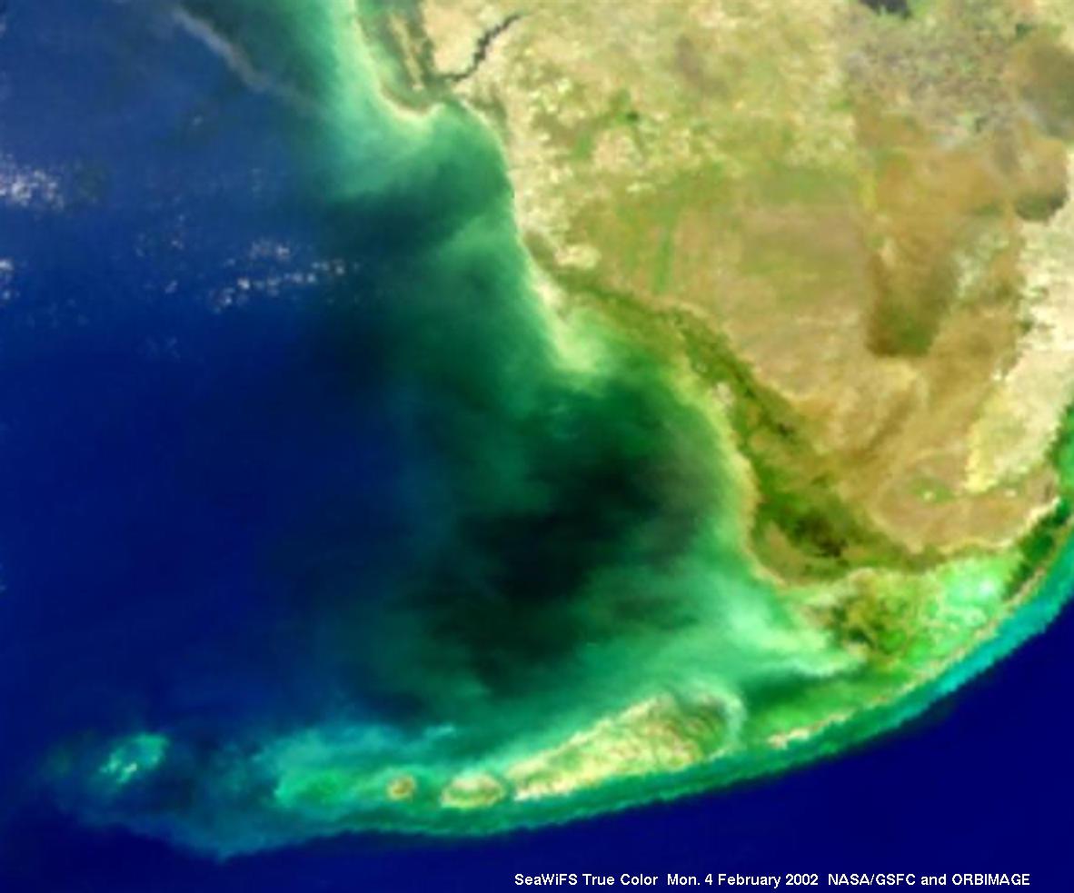 Mysterious Black Water in Florida Bay