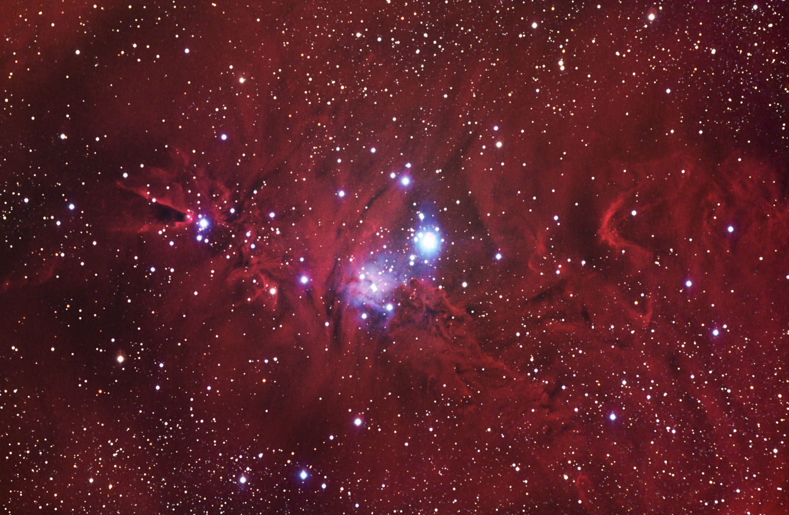 Fox Fur, the Unicorn, and a Christmas Tree