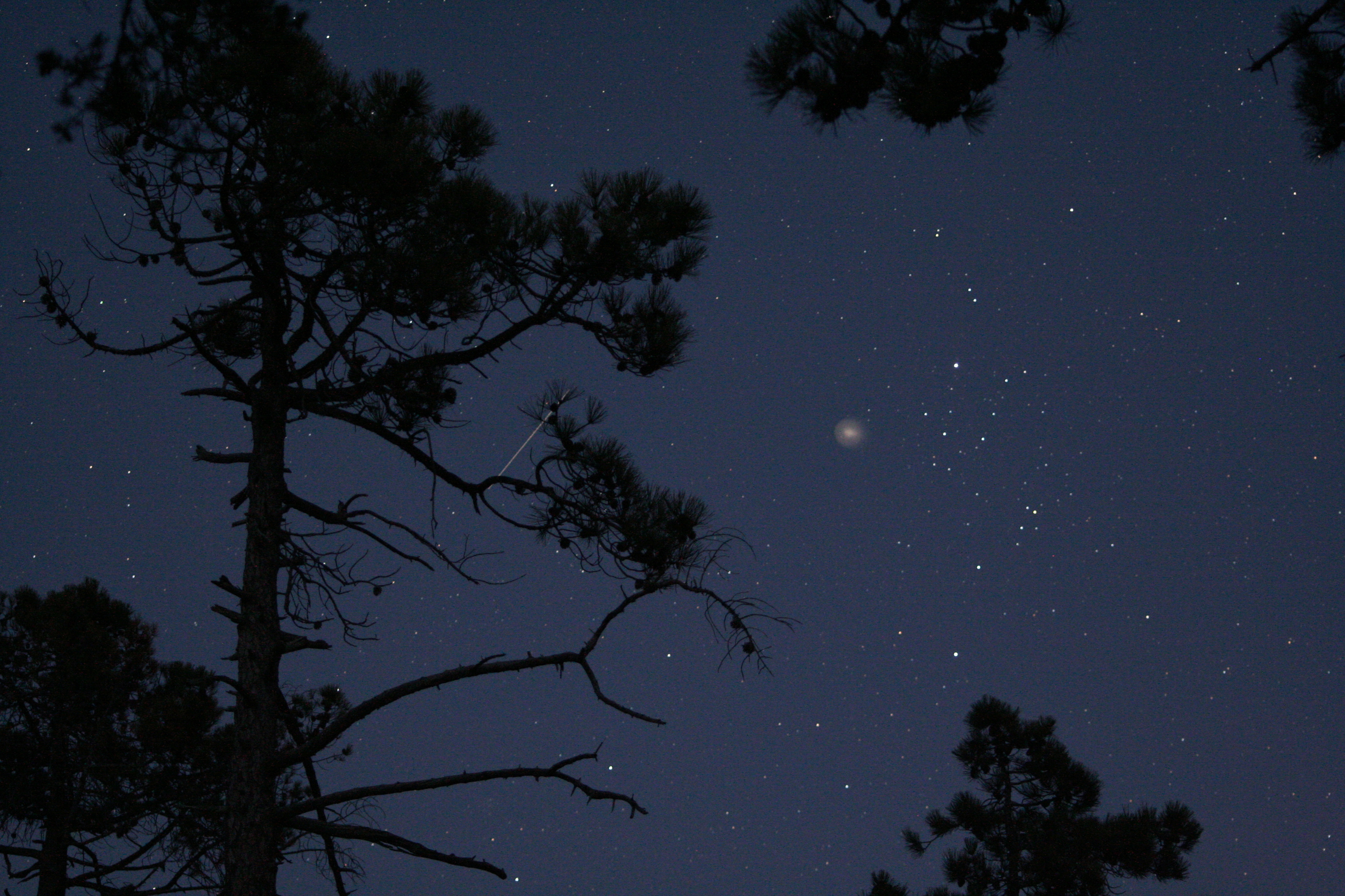 Forest and Sky