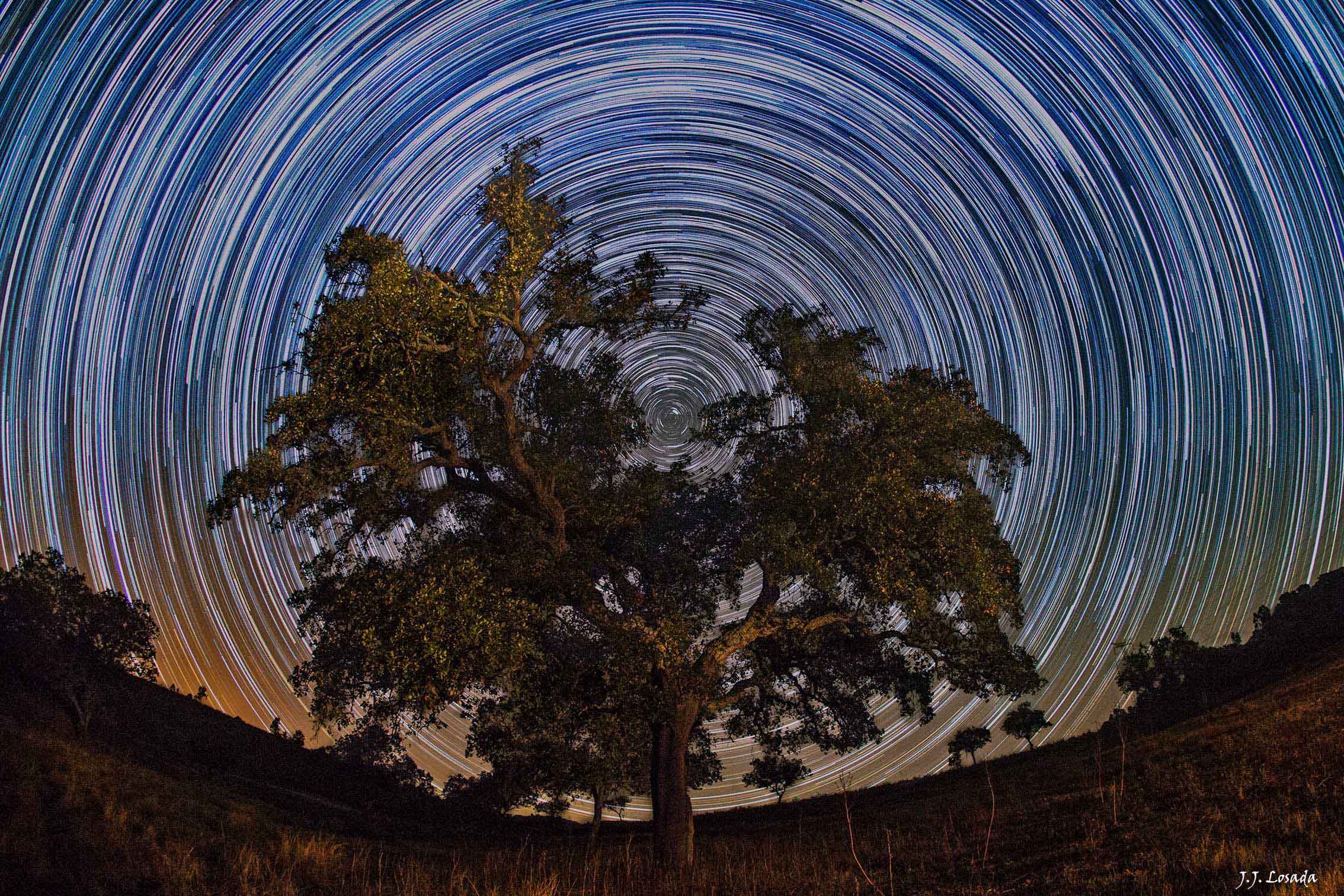 North Celestial Tree