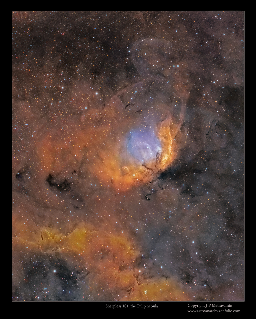 The Tulip Nebula