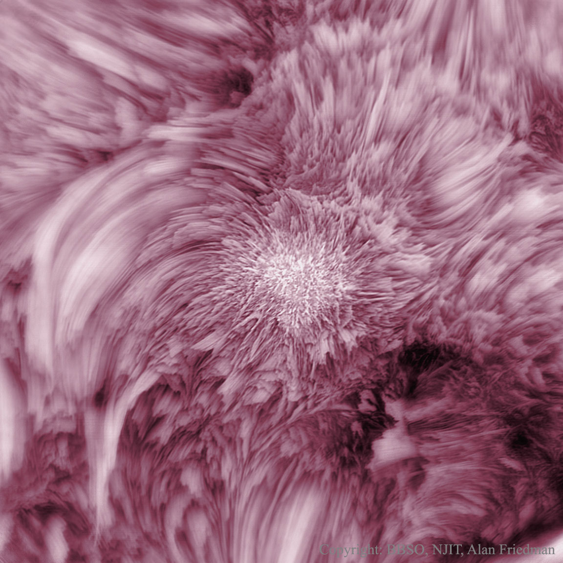 Fibrils Flower on the Sun