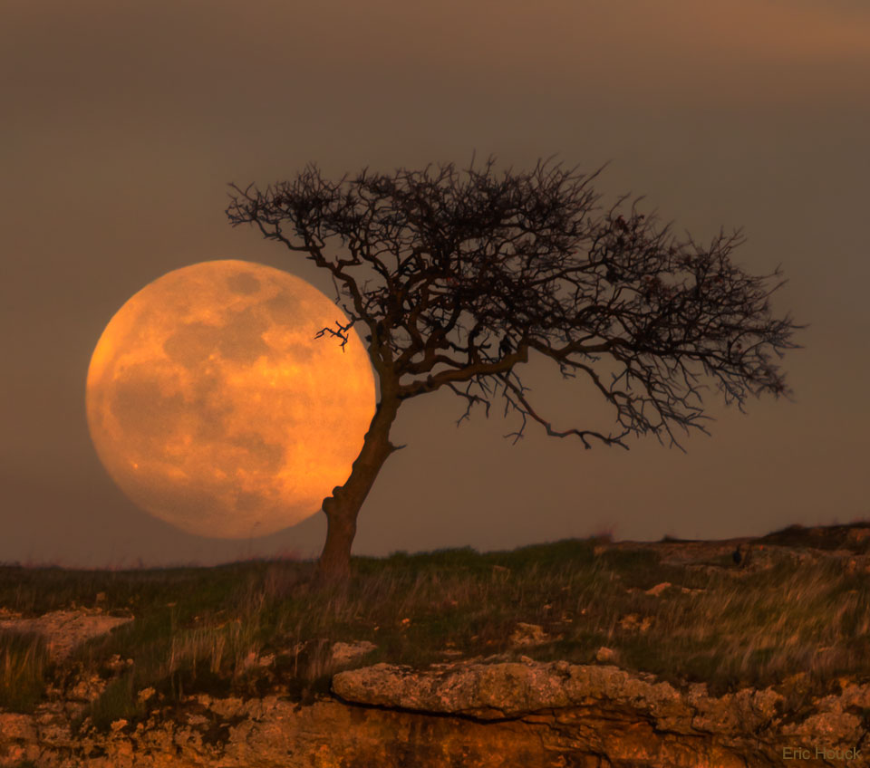 Blue Moon Tree