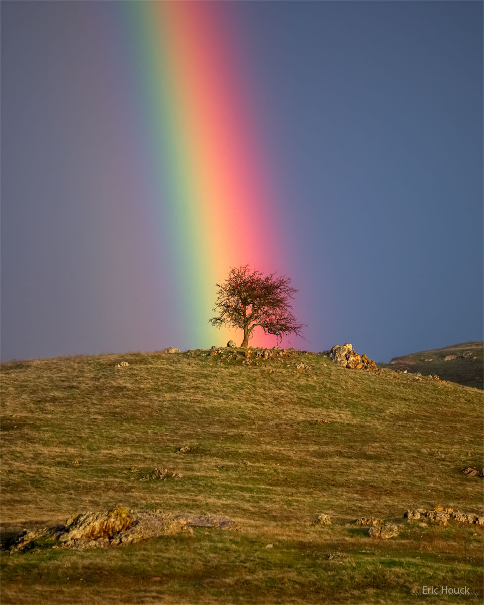 Rainbow Tree