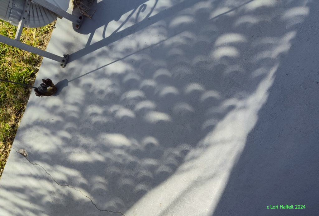 Palm Tree Partial Eclipse