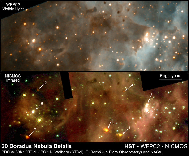 New Stars In 30 Doradus