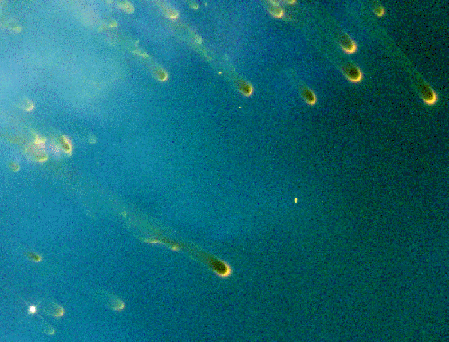 Cometary Knots in the Helix Nebula