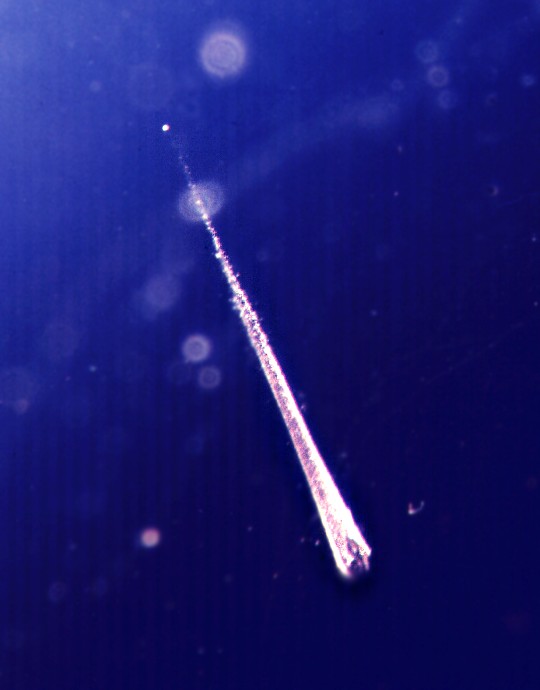 Catching Falling Stardust
Credit: