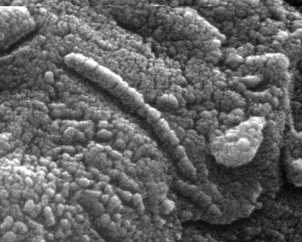 Pictured: An Ancient Martian?